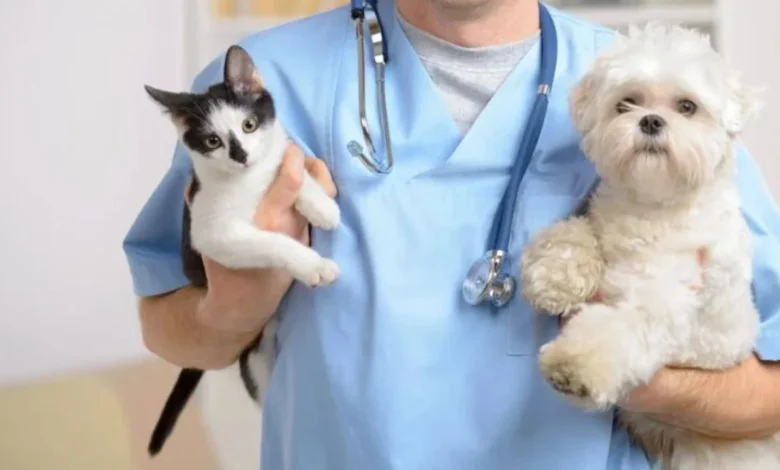 ???????????? ??????? Vetcitypets